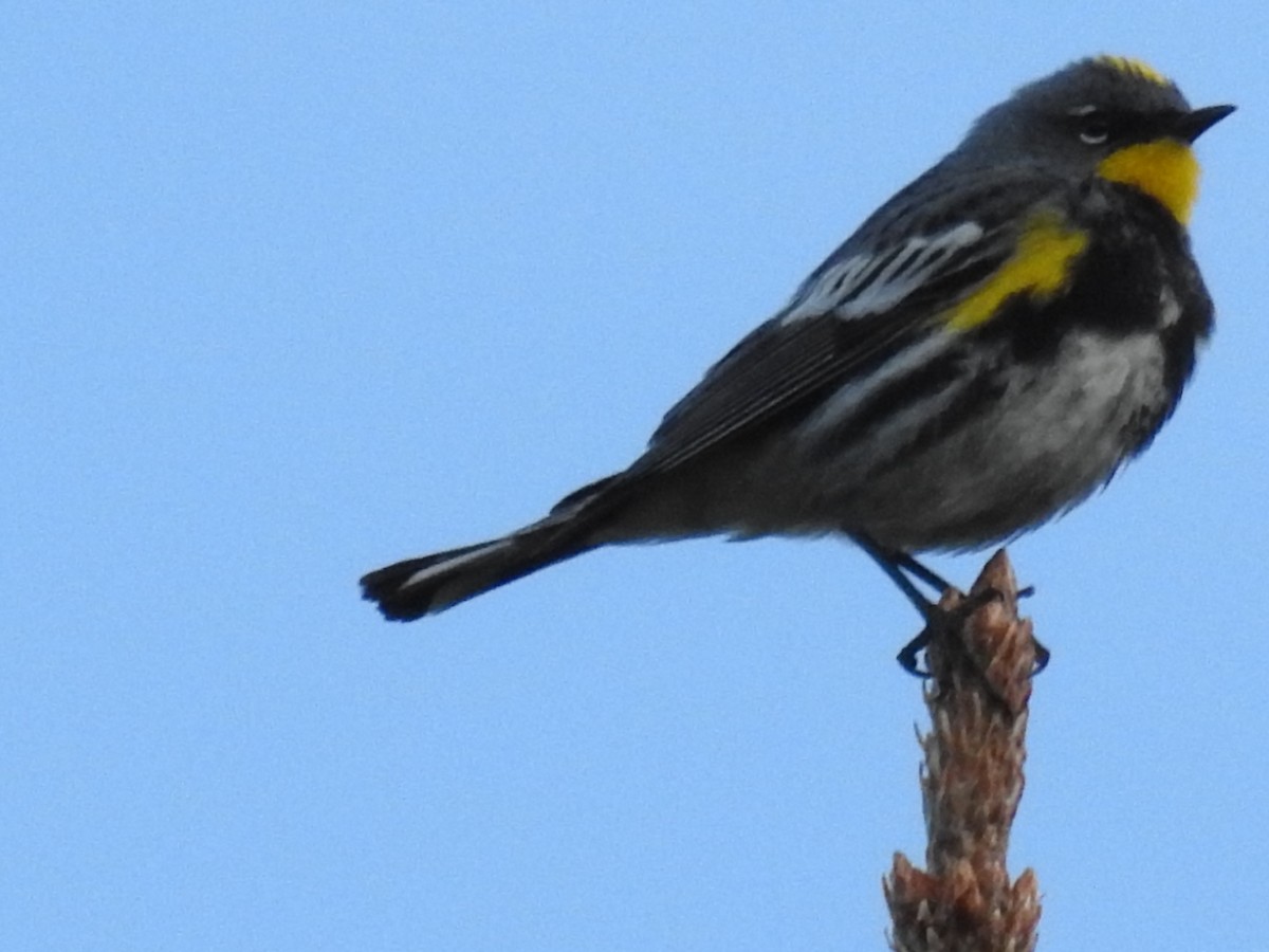 Yellow-rumped Warbler - ML42343191