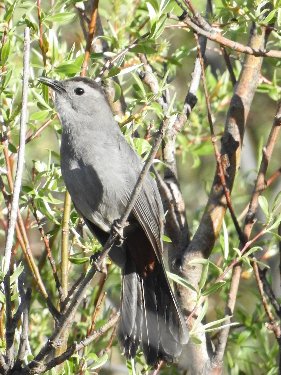 Gray Catbird - ML42343321