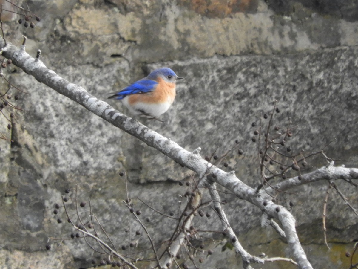 Eastern Bluebird - Laura Markley