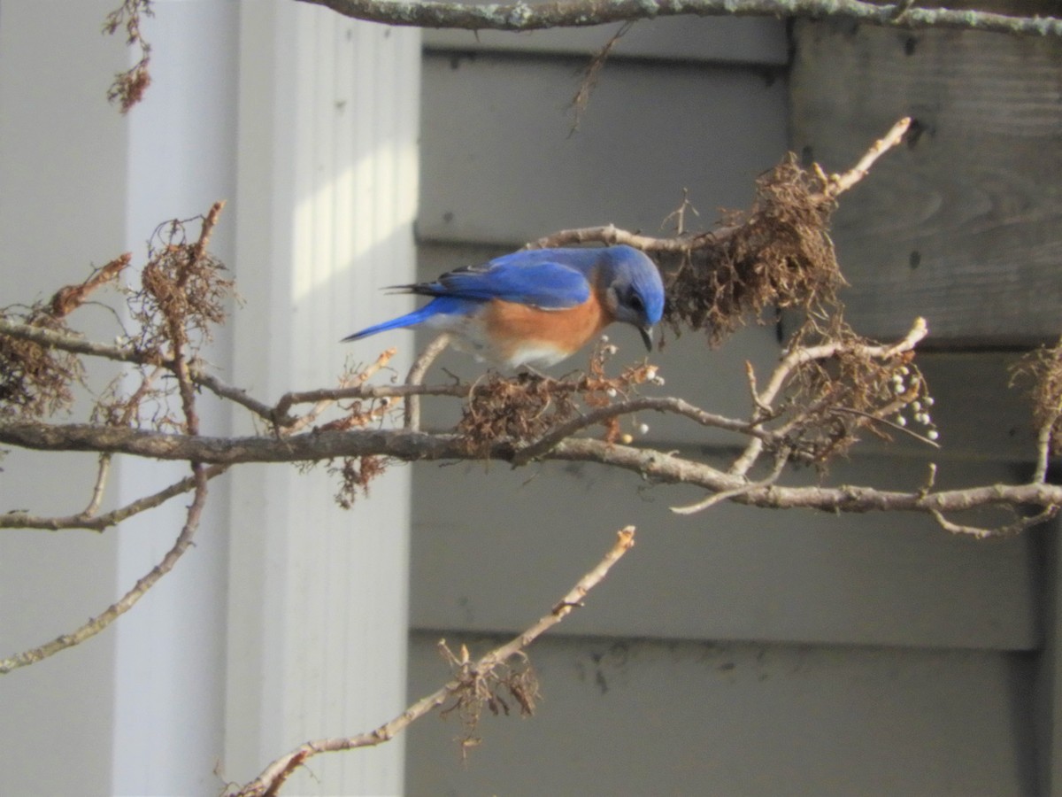 Eastern Bluebird - ML423433511