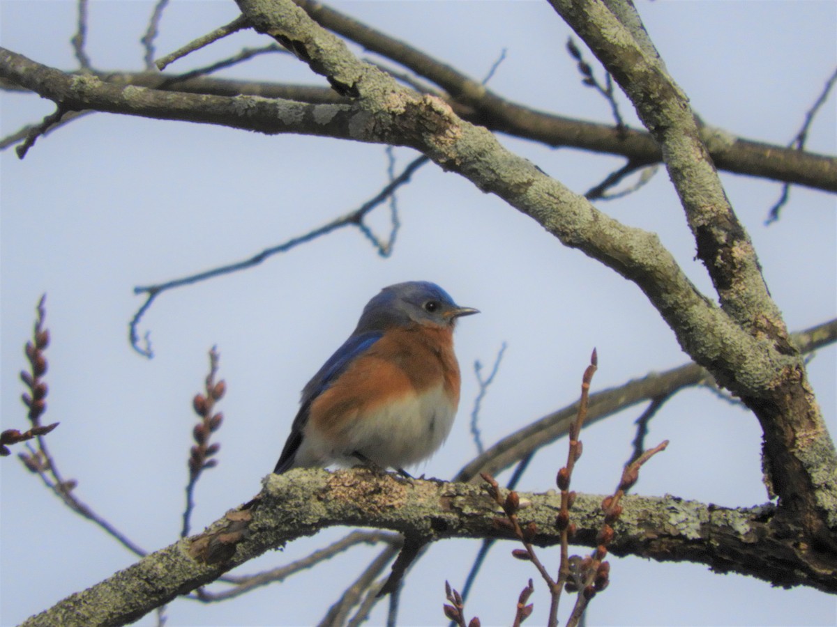 Eastern Bluebird - Laura Markley