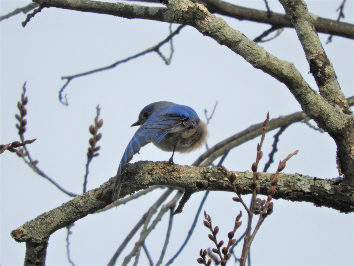 Eastern Bluebird - Laura Markley
