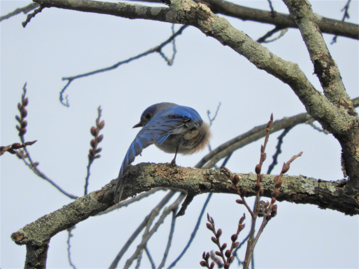 Eastern Bluebird - ML423433661