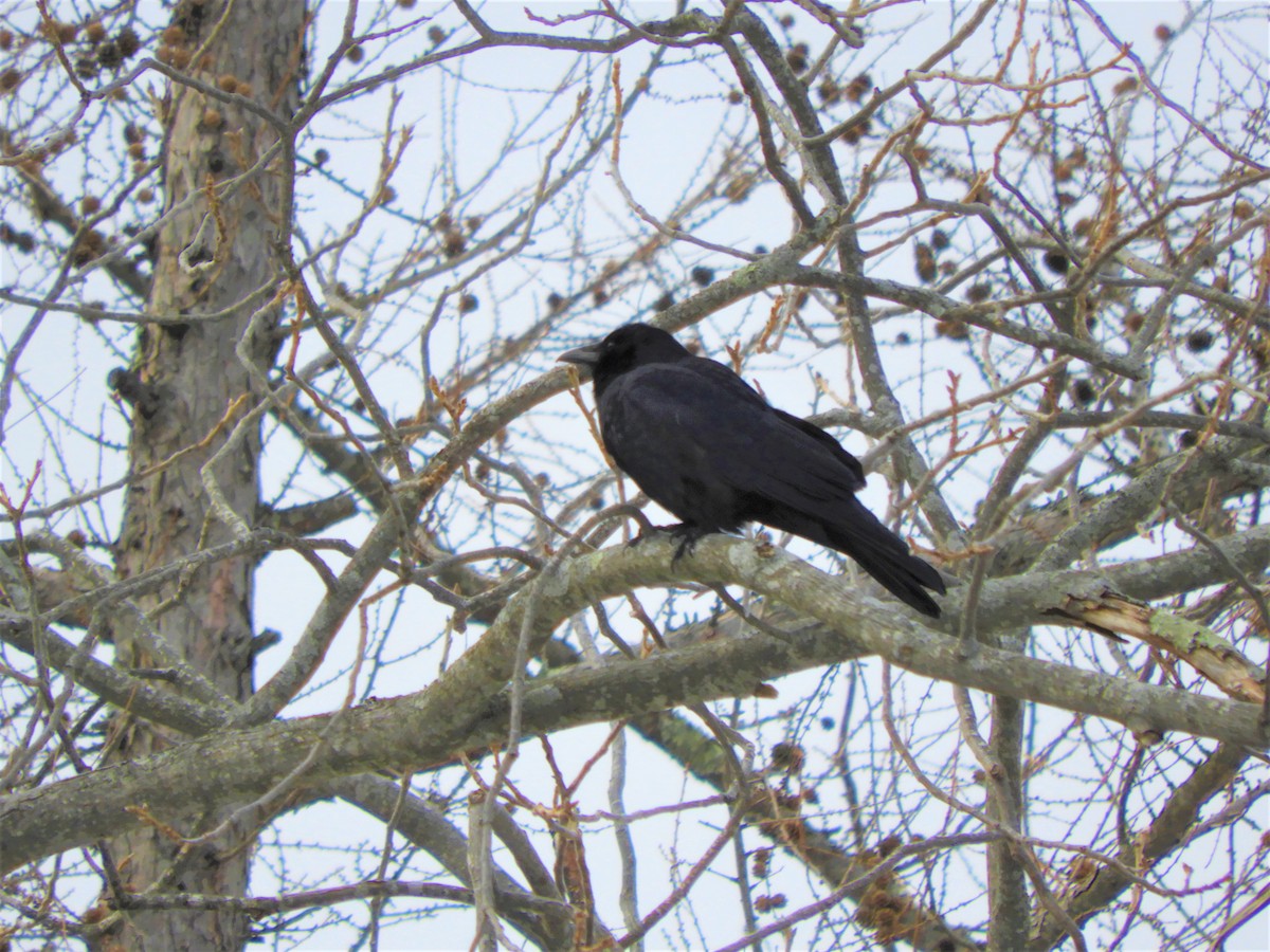 Fish Crow - ML423433791