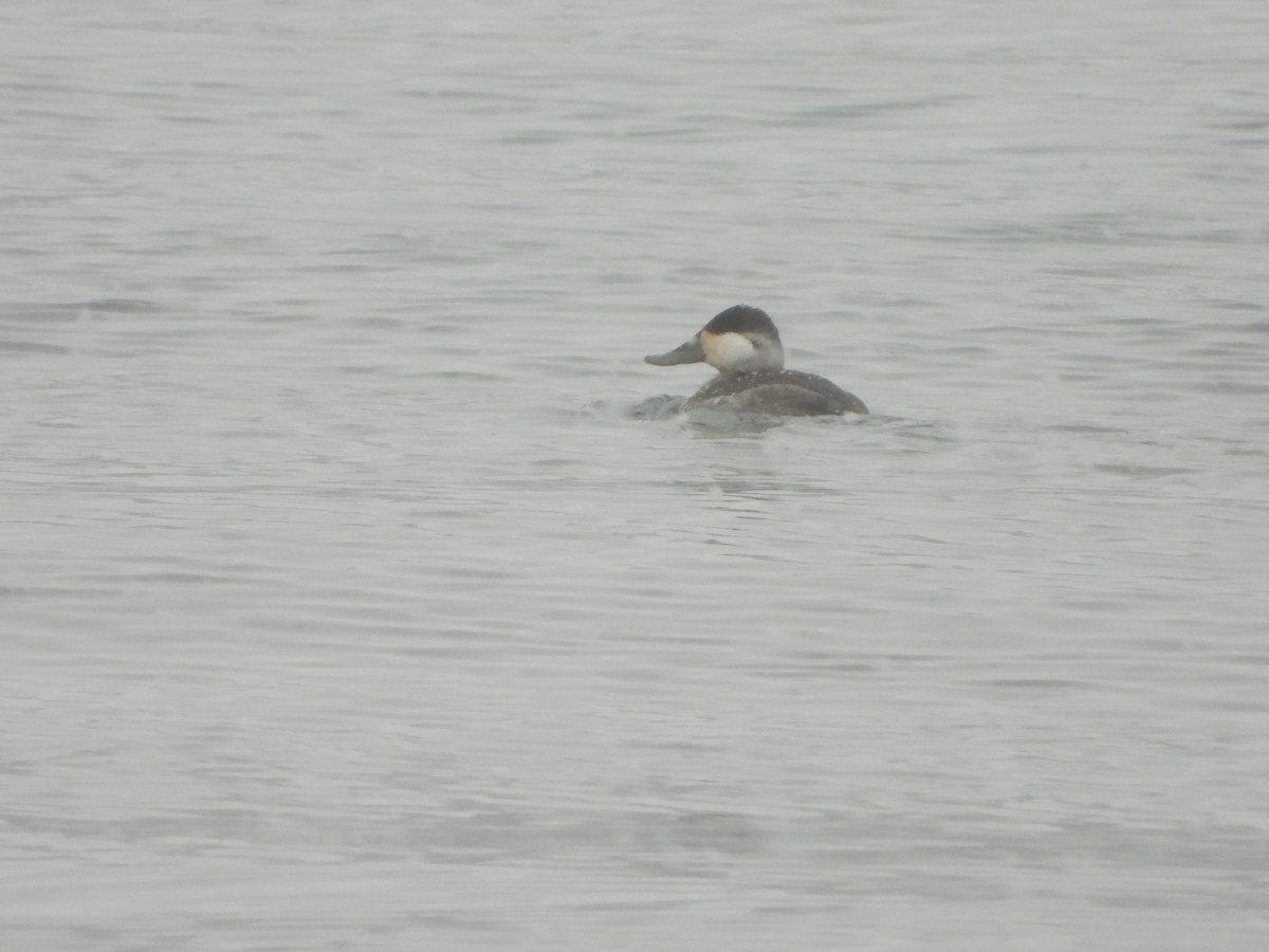 Ruddy Duck - ML423434541