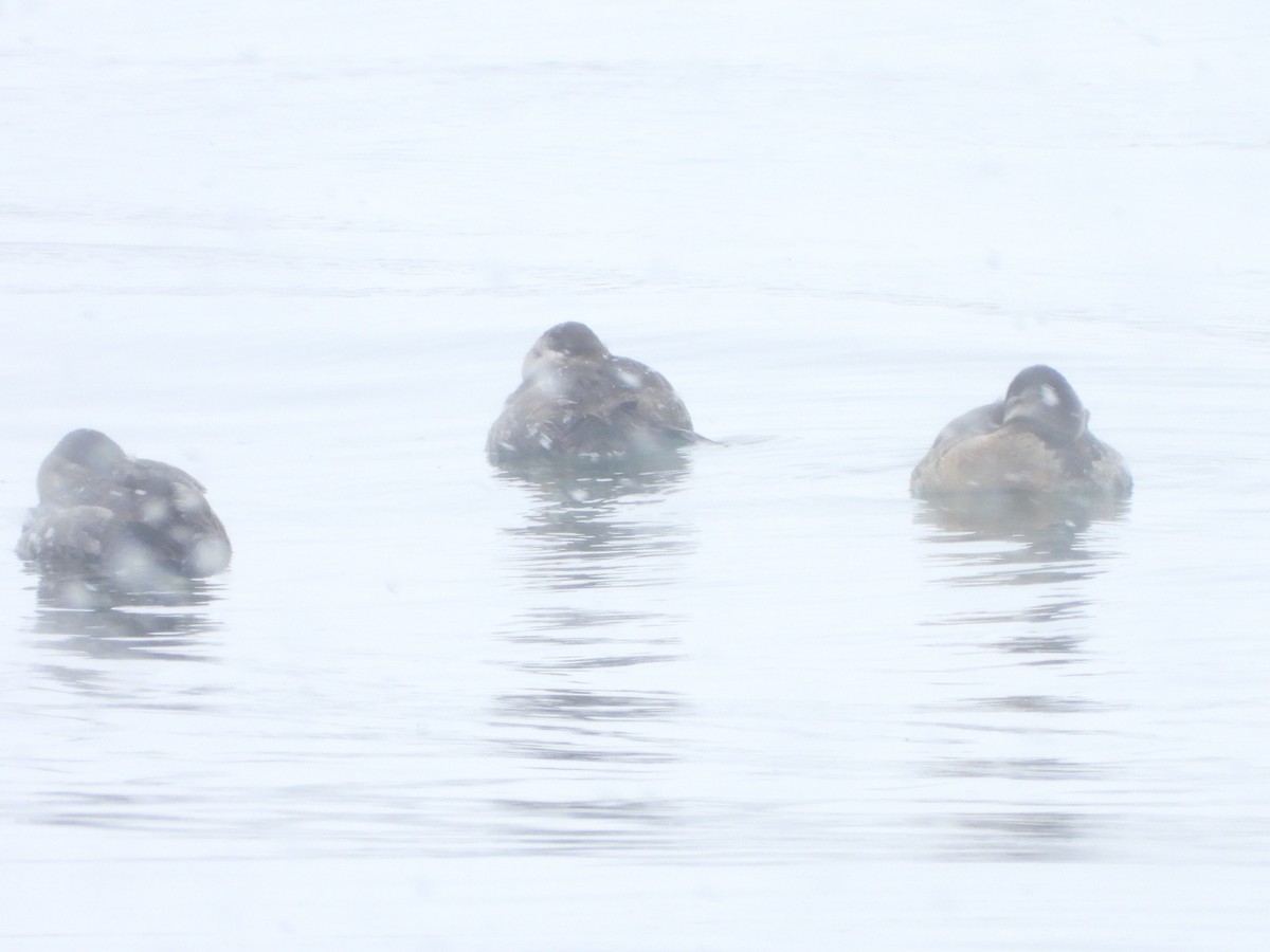 Ruddy Duck - ML423434551