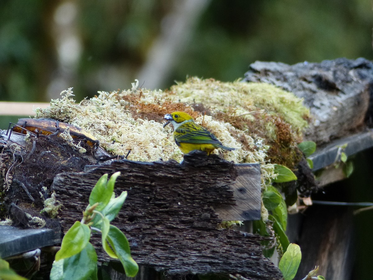 Silver-throated Tanager - ML423434641