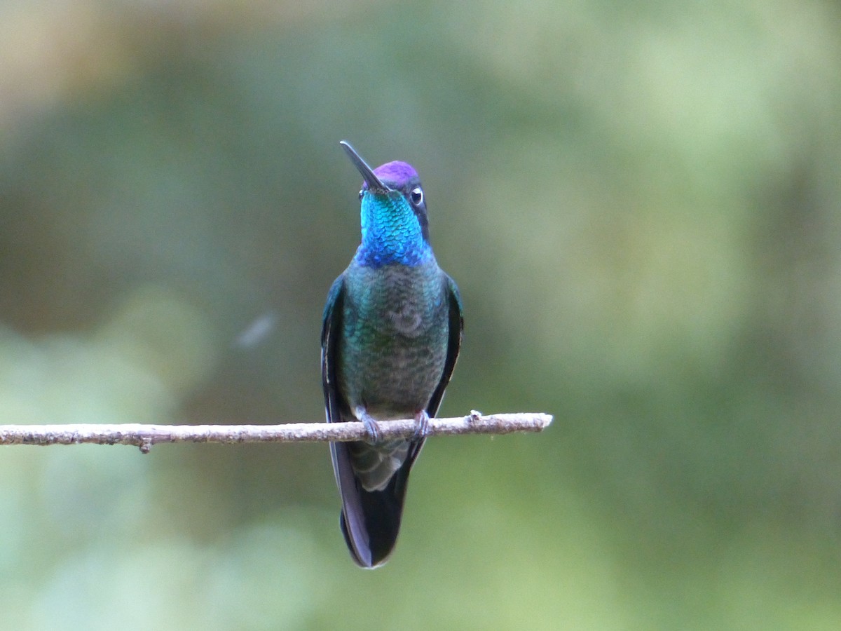 Colibrí de Talamanca - ML423434871