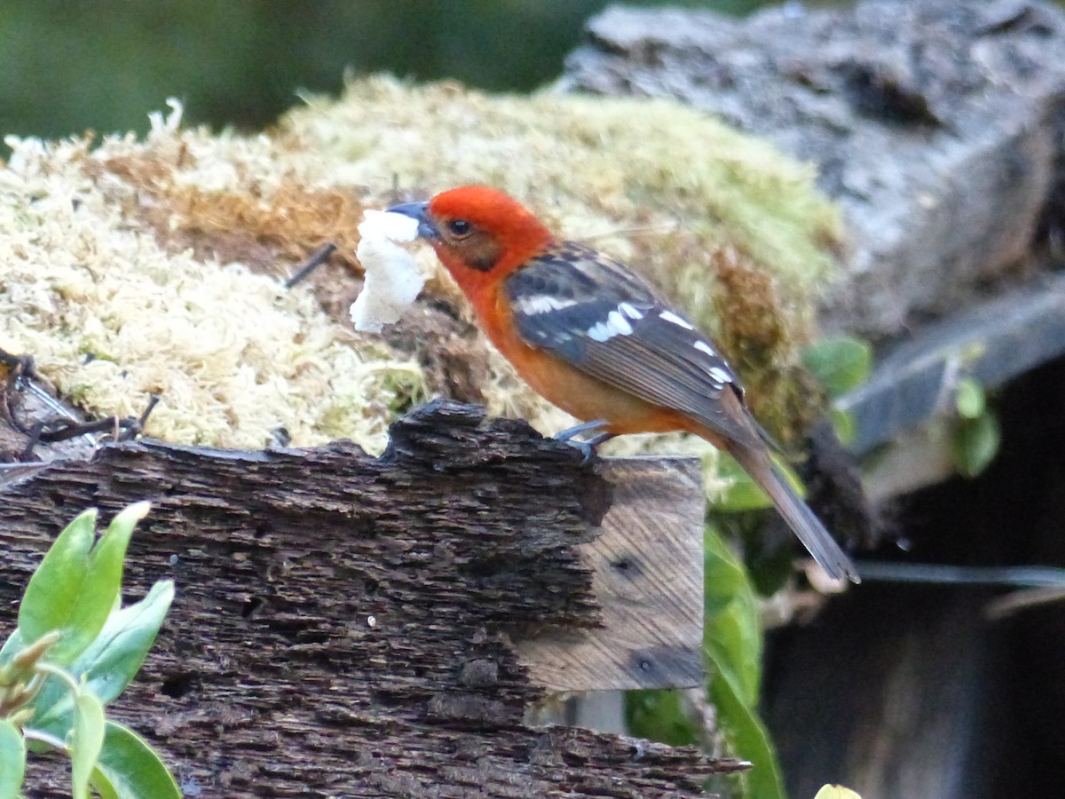 Flame-colored Tanager - ML423435281
