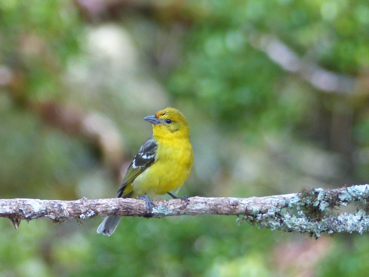 Flame-colored Tanager - ML423435341