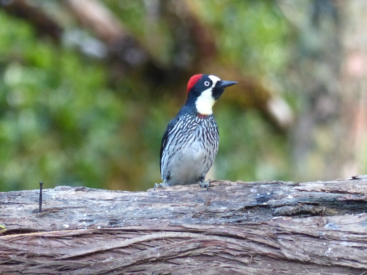 Acorn Woodpecker - ML423435481