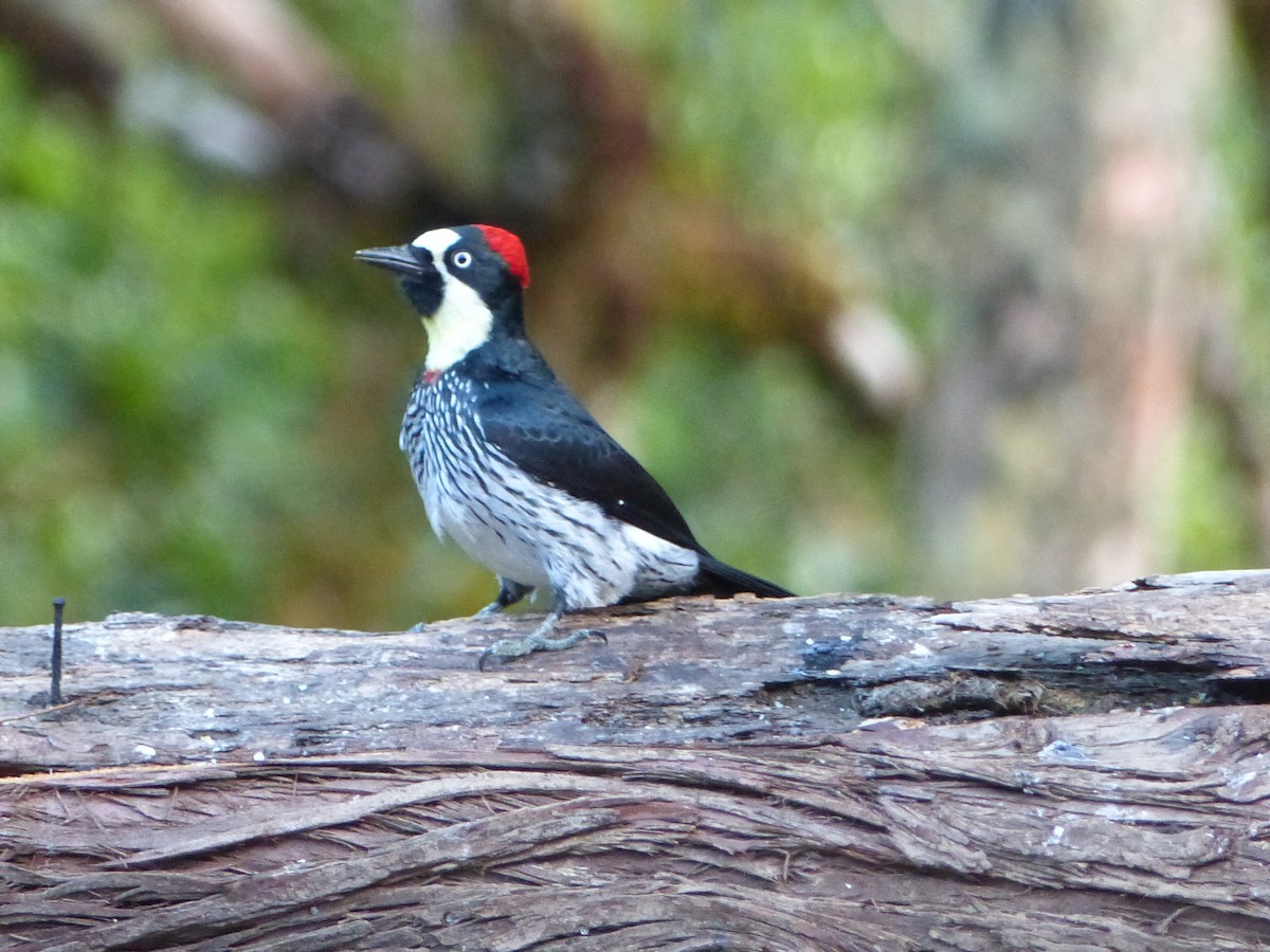 Acorn Woodpecker - ML423435511