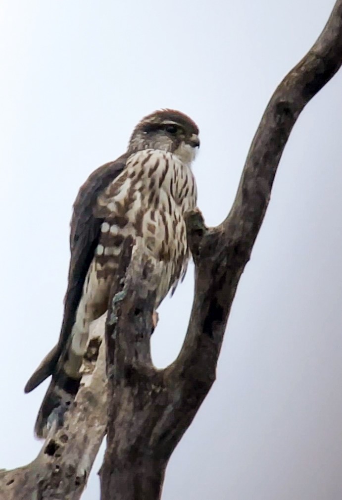 Merlin - ML423435561