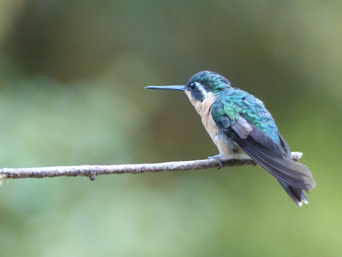 White-throated Mountain-gem - ML423435991