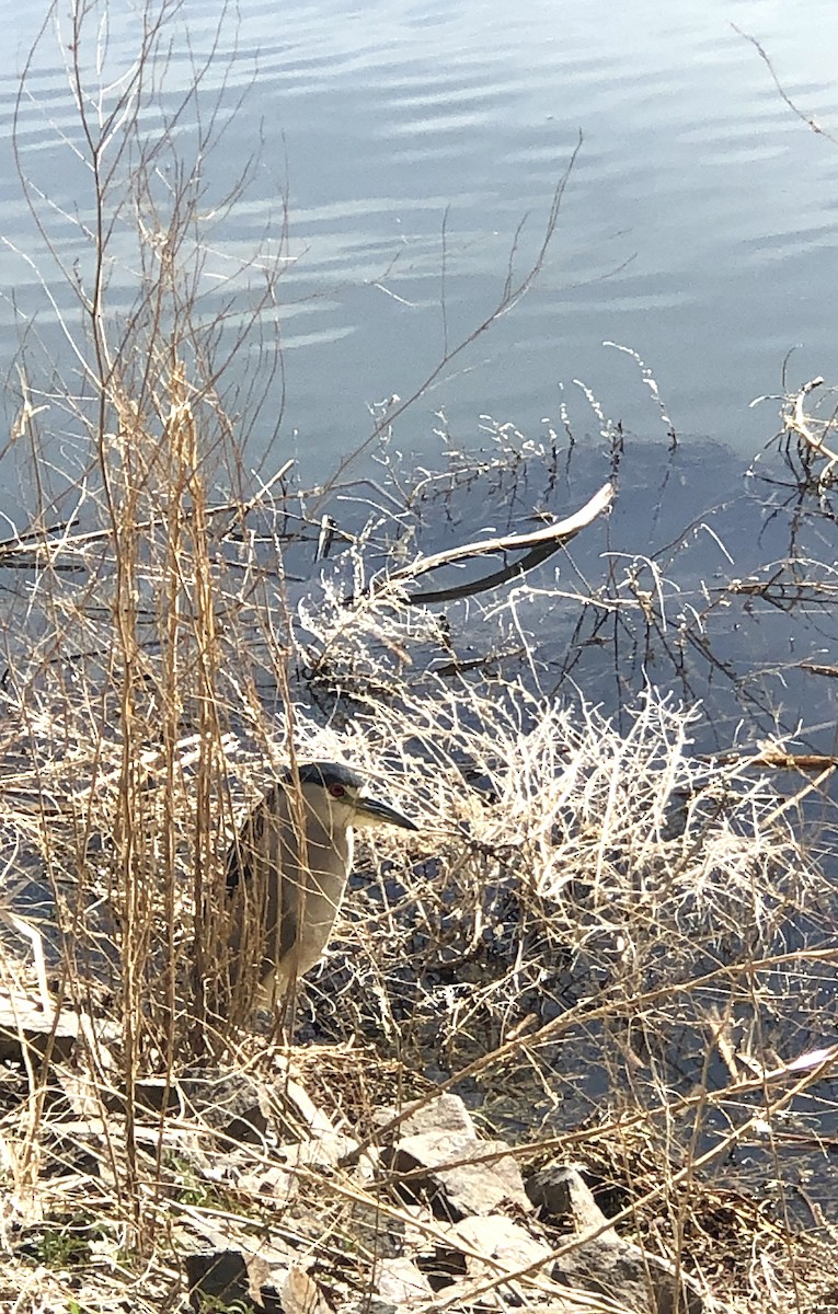 Black-crowned Night Heron - ML423436051