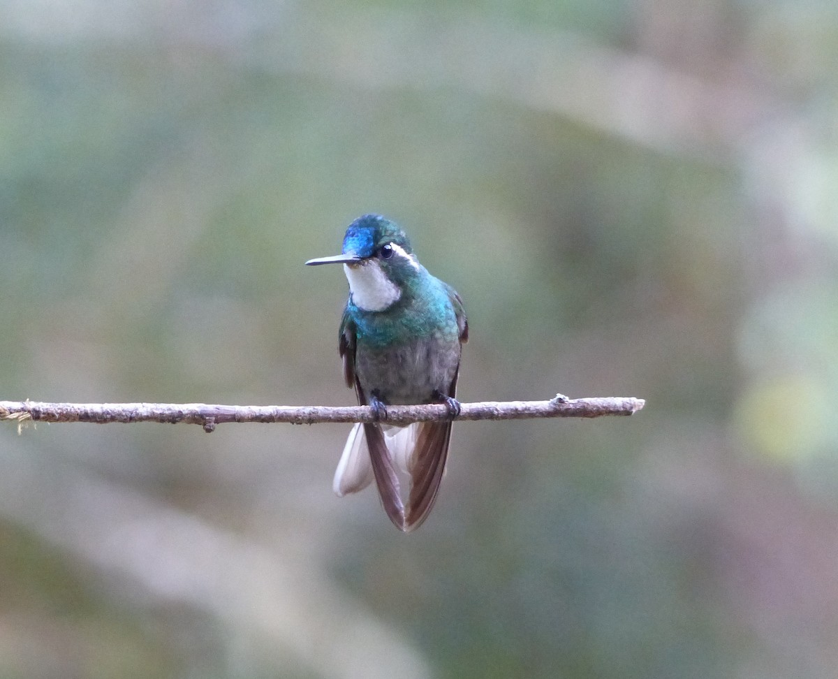 White-throated Mountain-gem - ML423436701