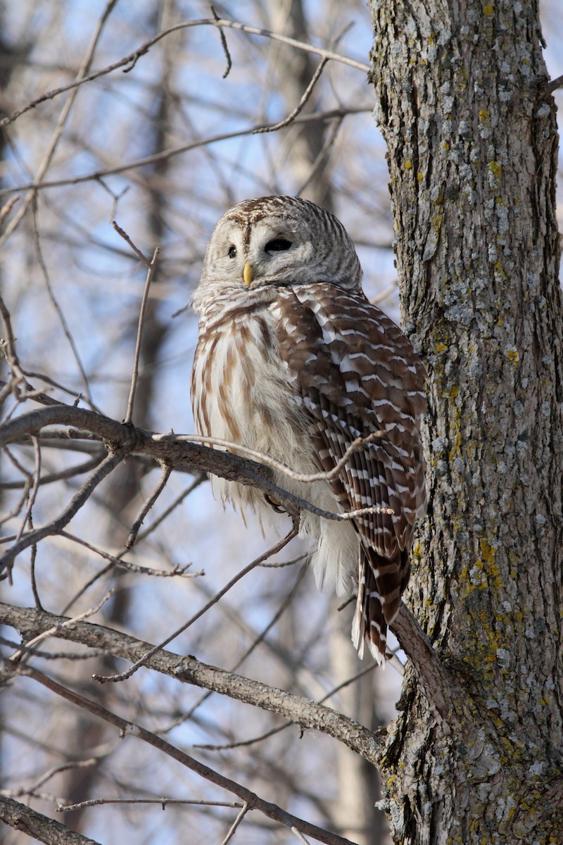 アメリカフクロウ - ML42343821