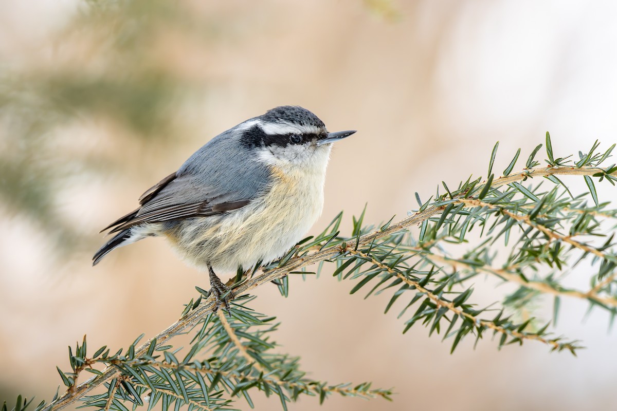 Red-breasted Nuthatch - ML423439431