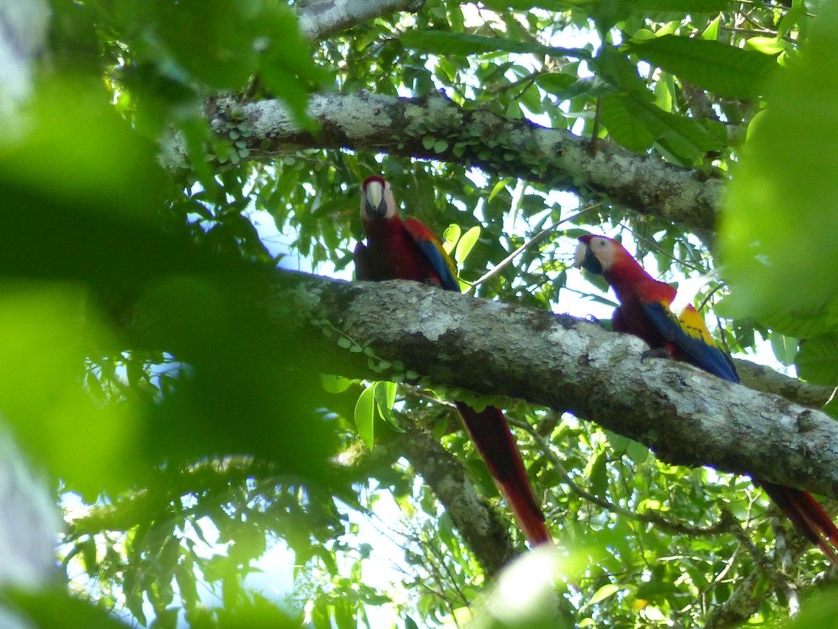 Scarlet Macaw - ML423441361