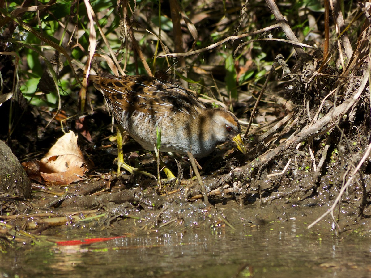 Polluela Sora - ML423441391