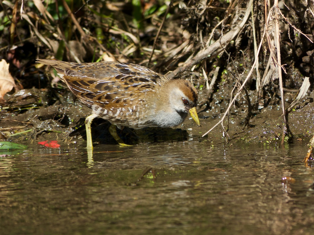 Polluela Sora - ML423441431