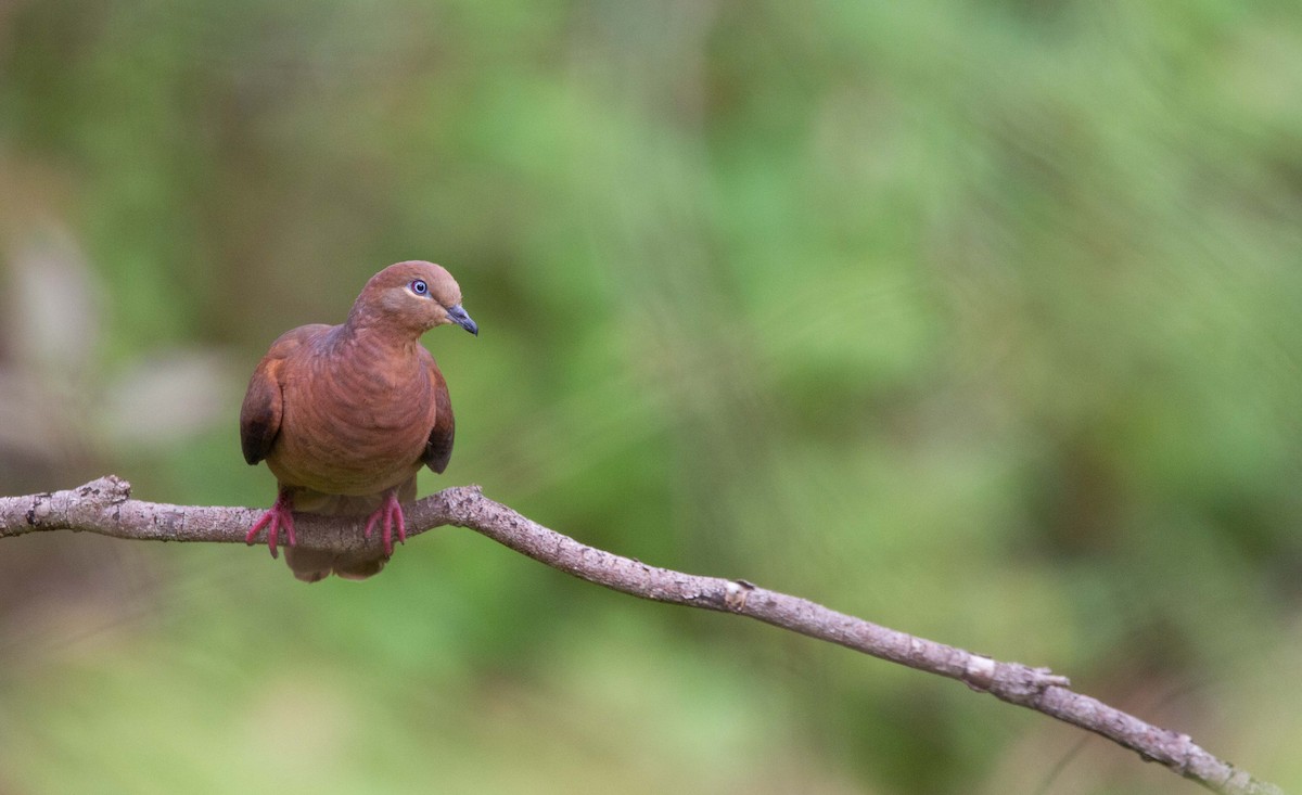 Brown Cuckoo-Dove - ML423441611