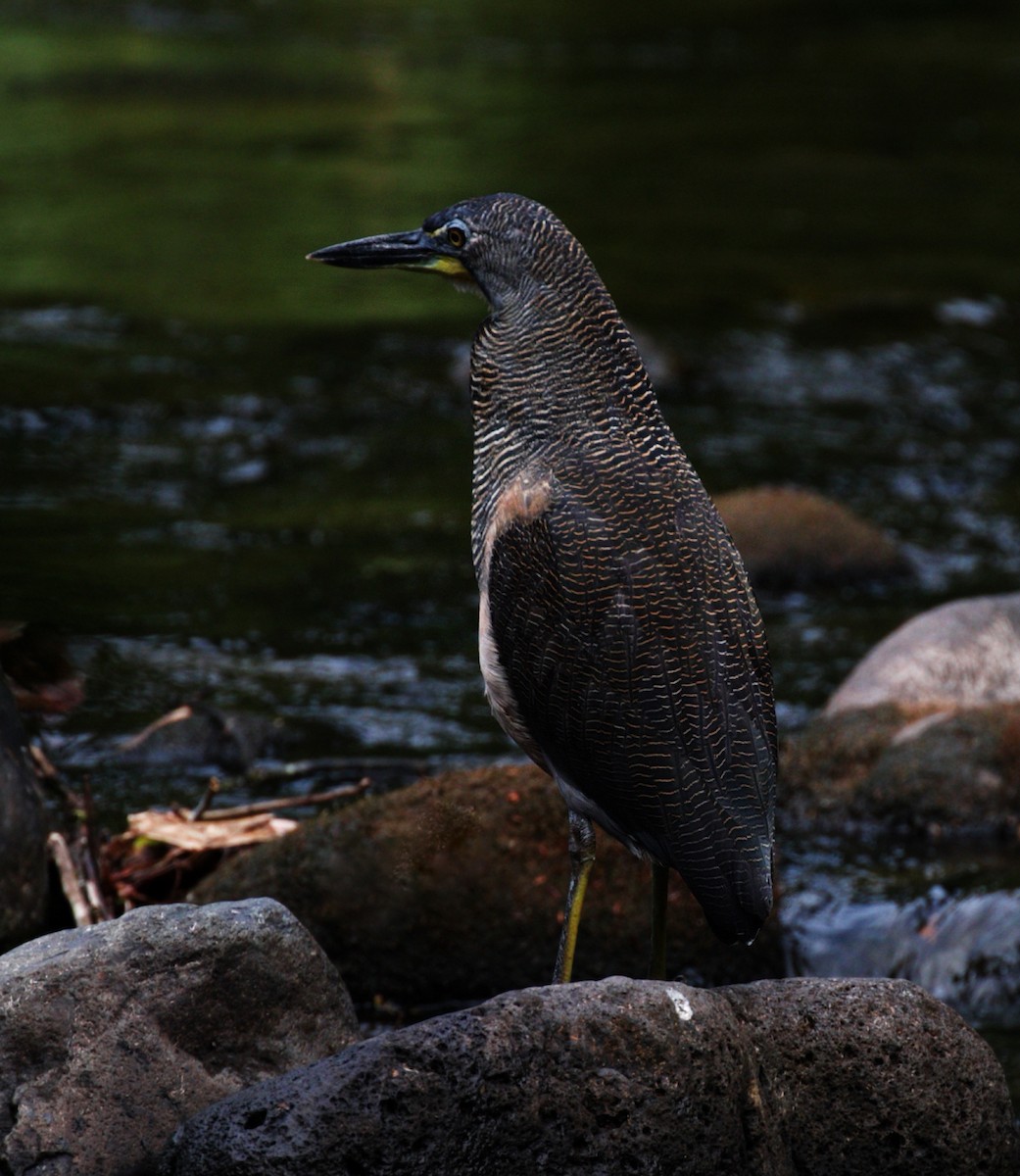 Fasciated Tiger-Heron - David Ascanio