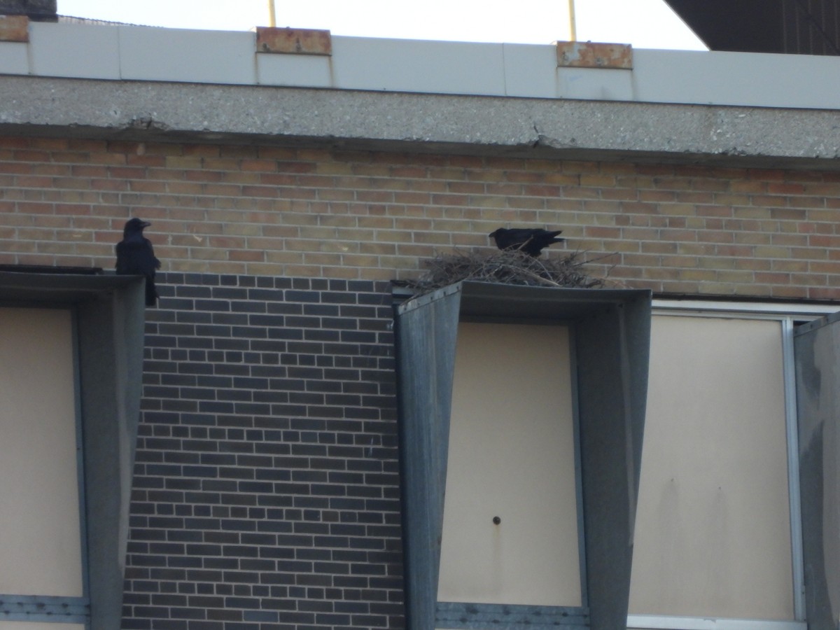 Common Raven - Marcie  Jacklin