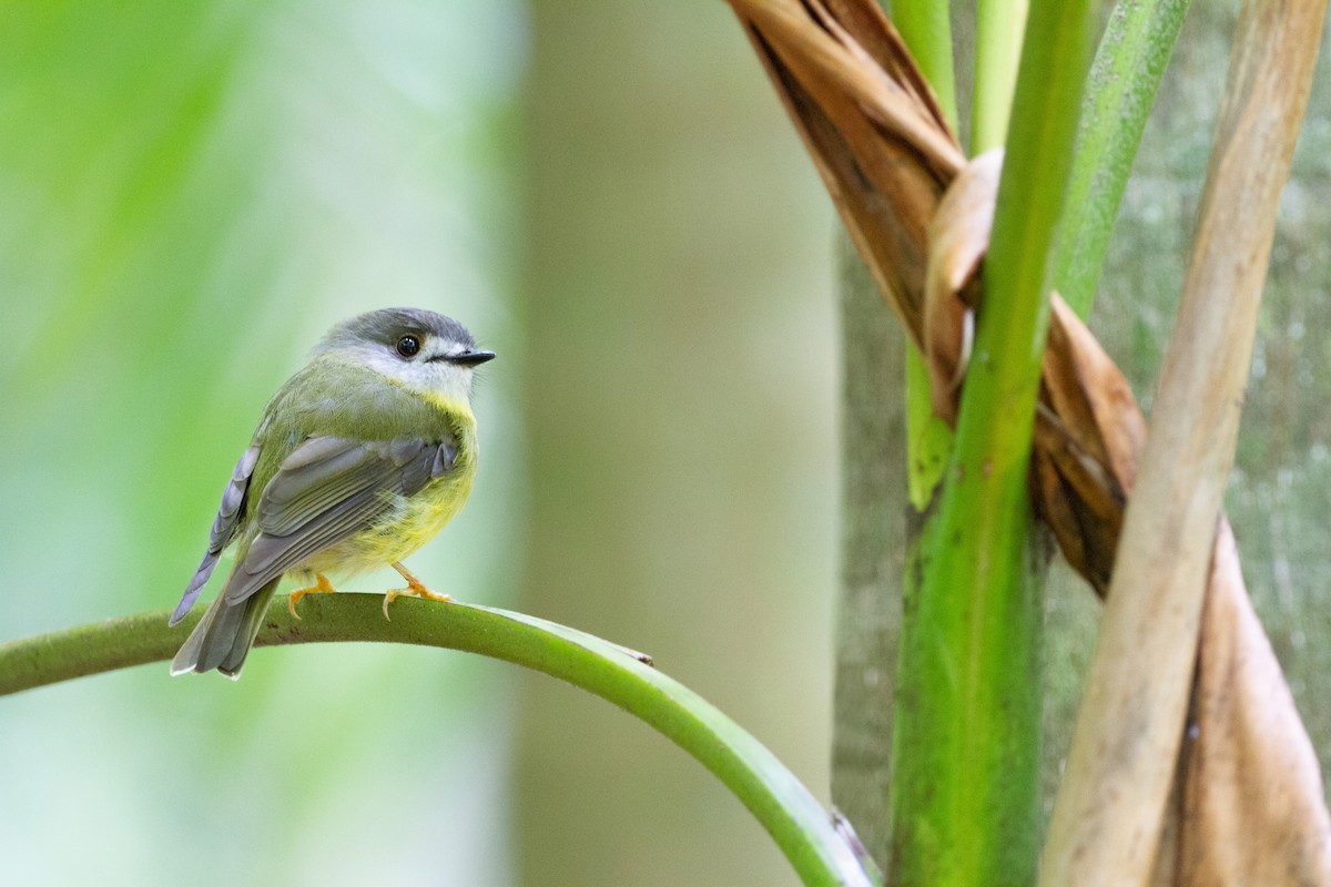 Pale-yellow Robin - ML423443231