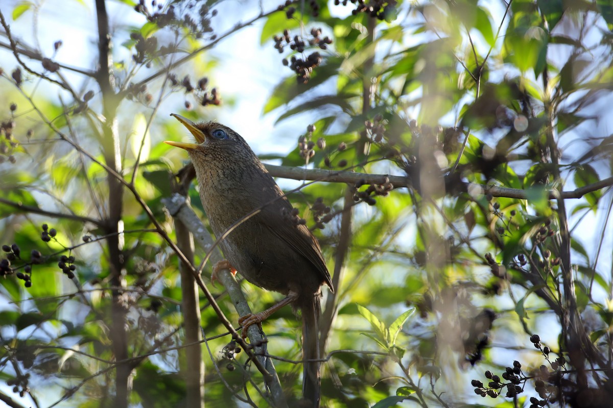 Augenbrauen-/Taiwanhäherling - ML423446631