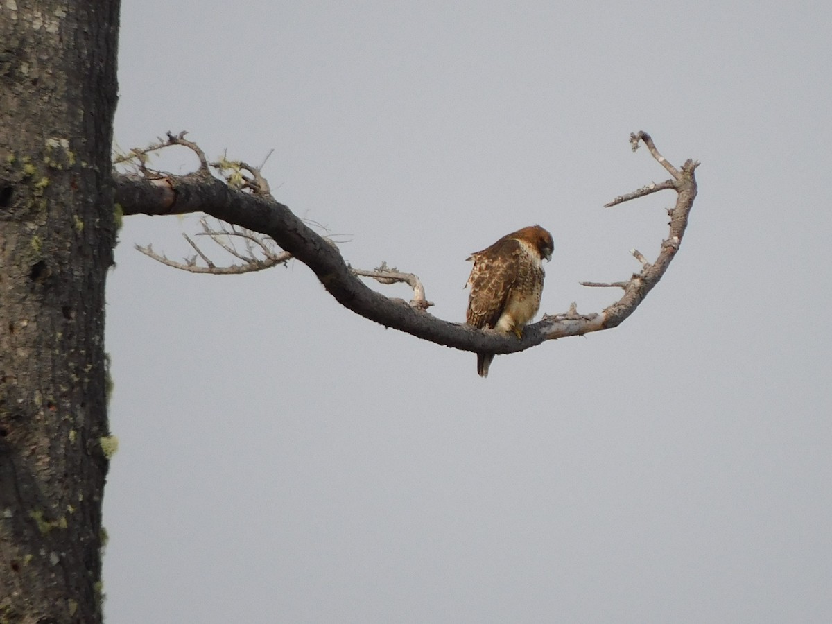 Red-tailed Hawk - ML423447071