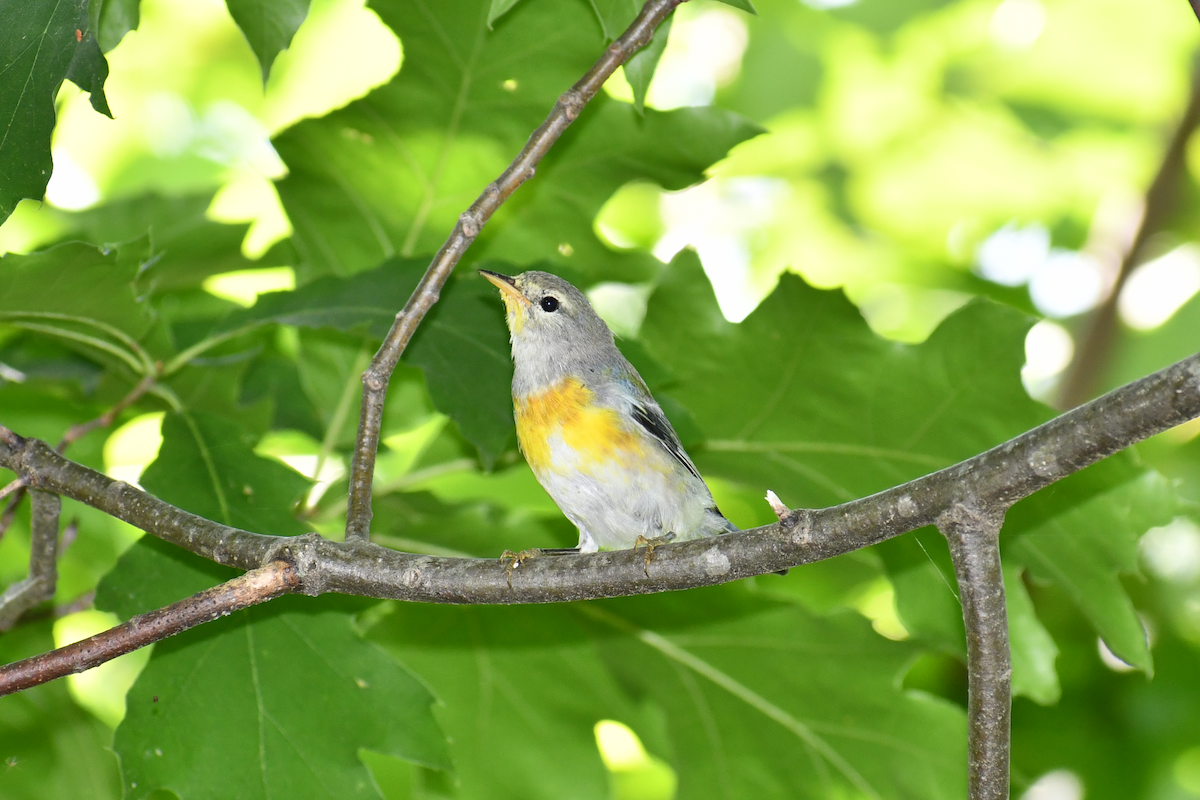 Northern Parula - ML423448841