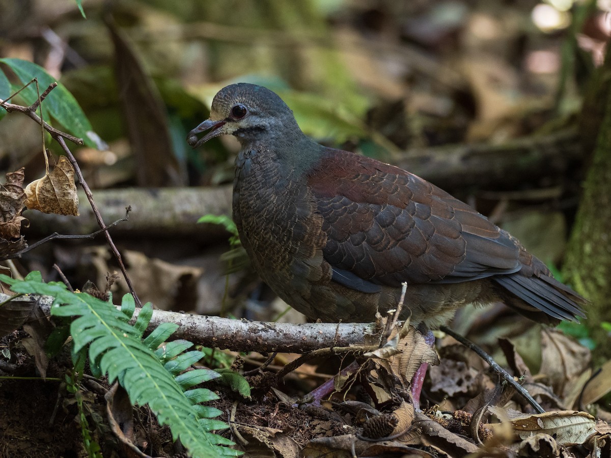 Buff-fronted Quail-Dove - ML423449431