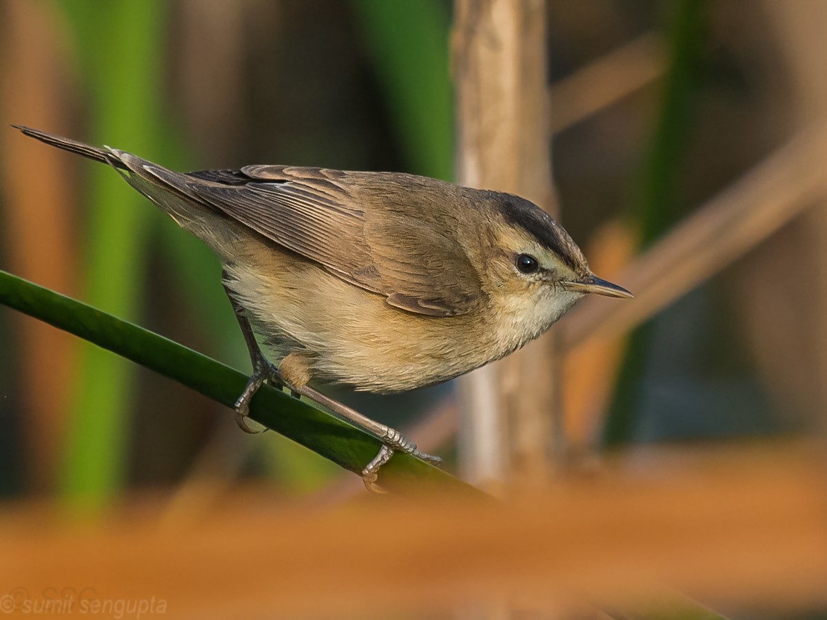 Black-browed Reed Warbler - ML423449651