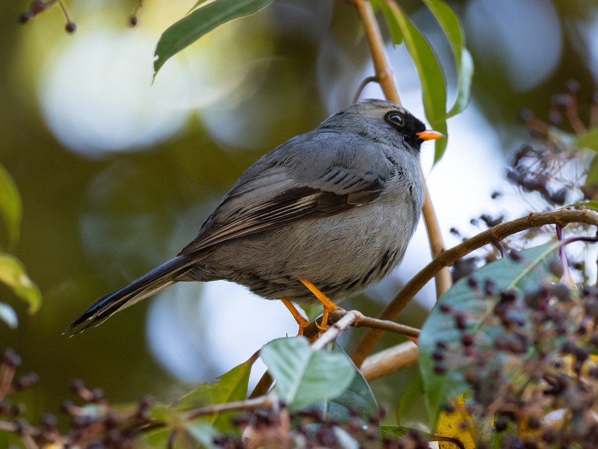 Black-faced Solitaire - Sara Stokes