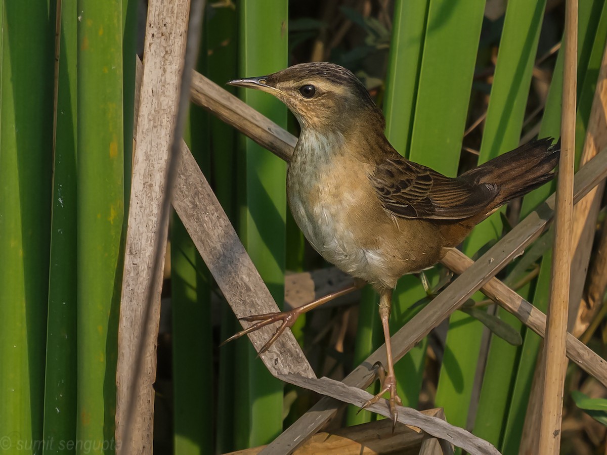 Pallas's Grasshopper Warbler - Sumit  Sengupta