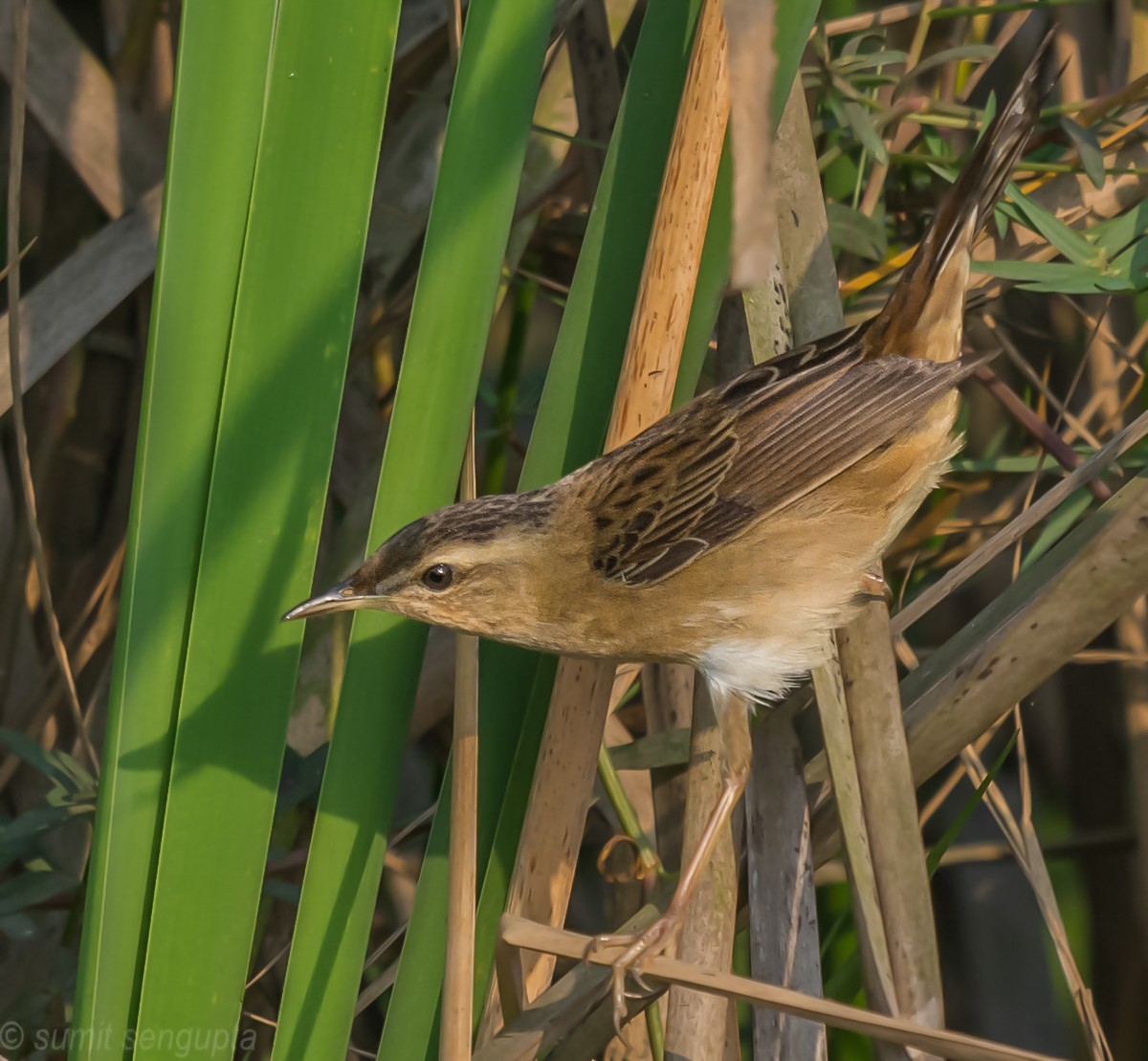 Pallas's Grasshopper Warbler - ML423451111