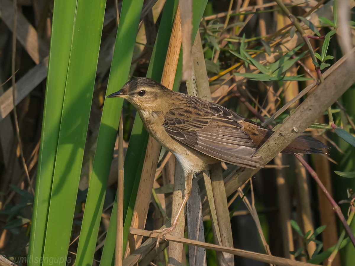 Pallas's Grasshopper Warbler - ML423451191