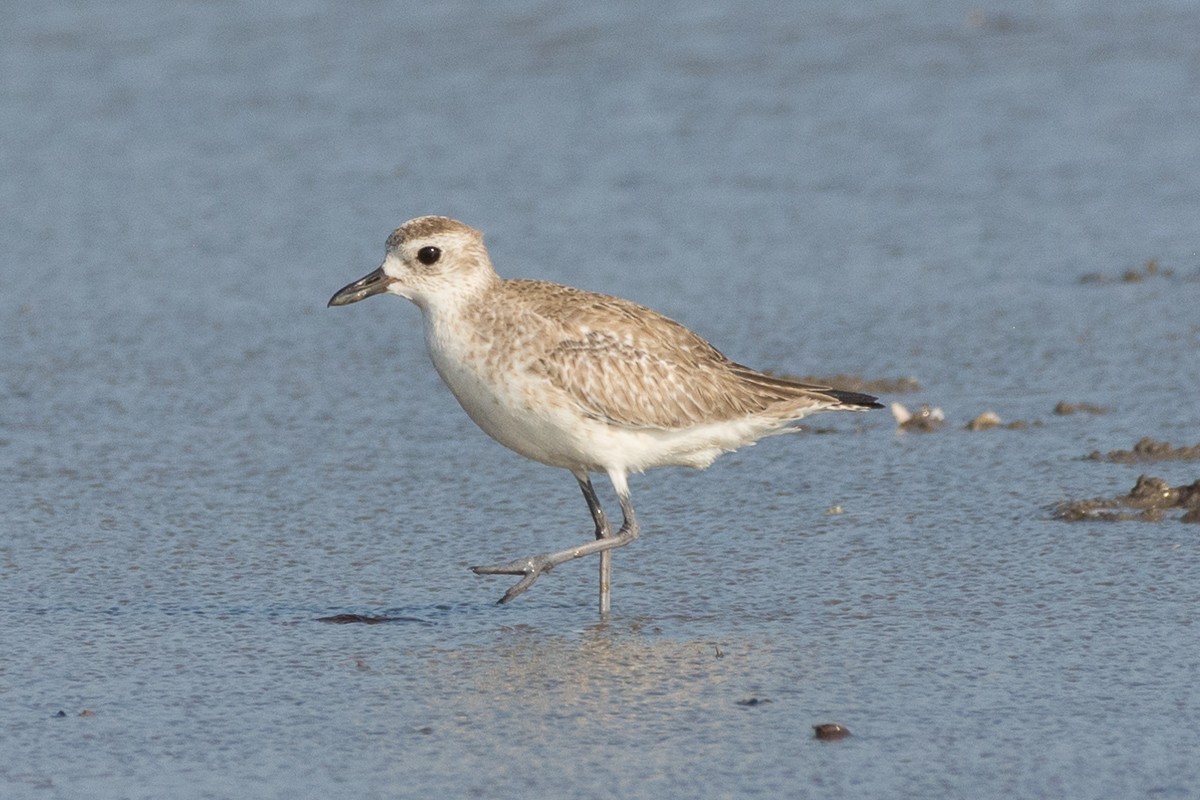 Black-bellied Plover - Juan Miguel Artigas Azas