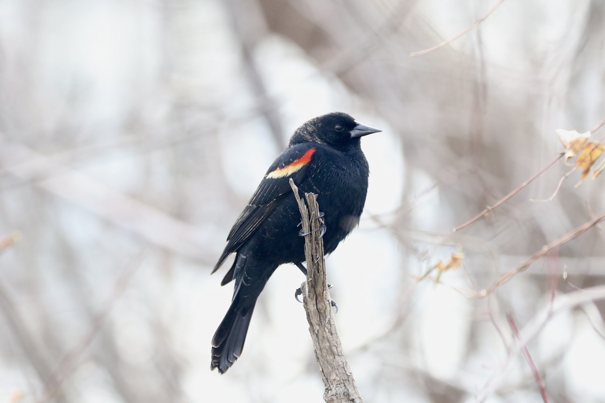 Red-winged Blackbird - Dan Gesualdo
