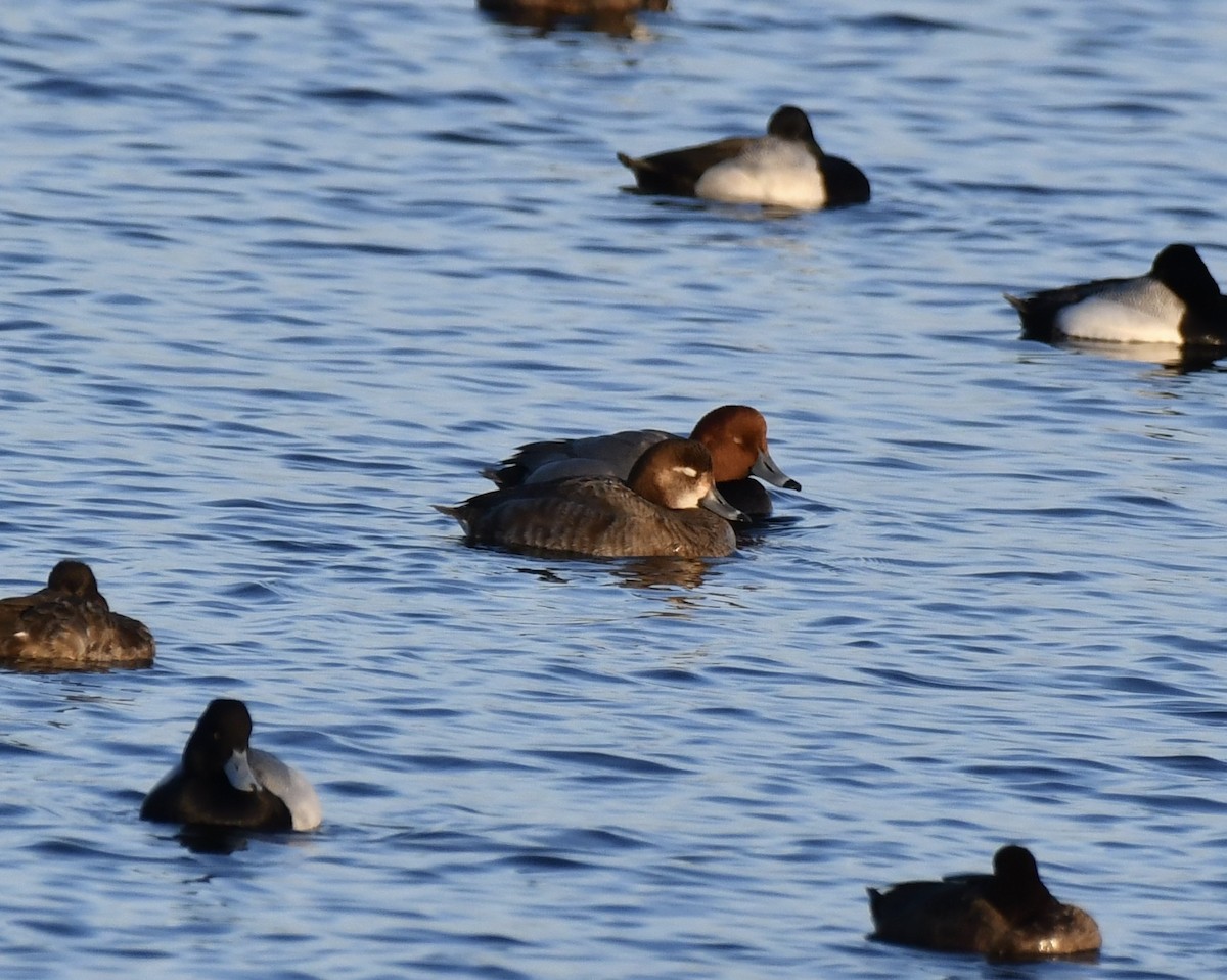 Redhead - ML423452851