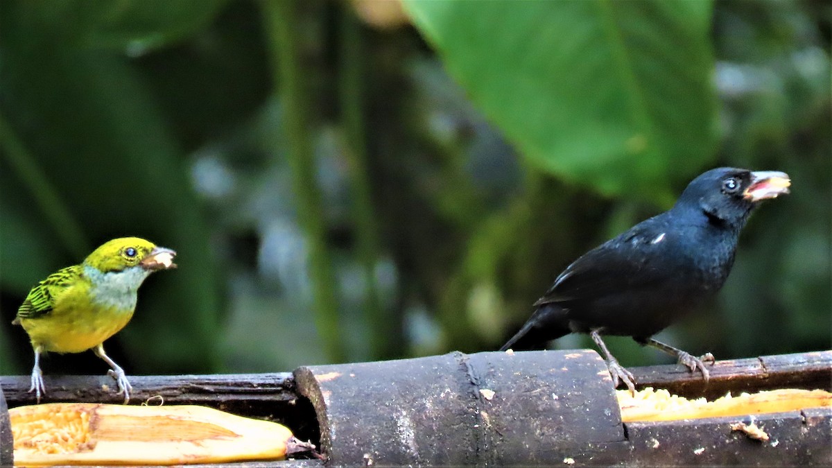 White-lined Tanager - ML423454291