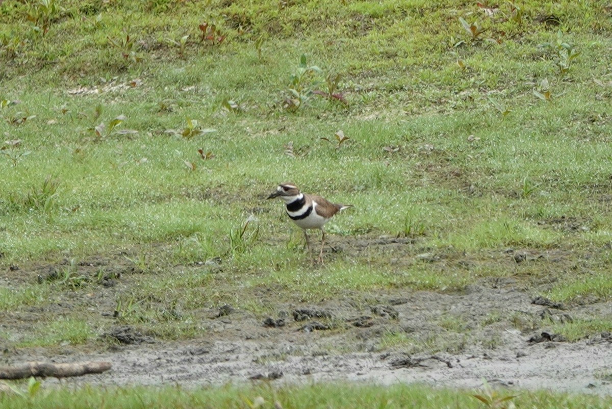 Killdeer - ML423457561