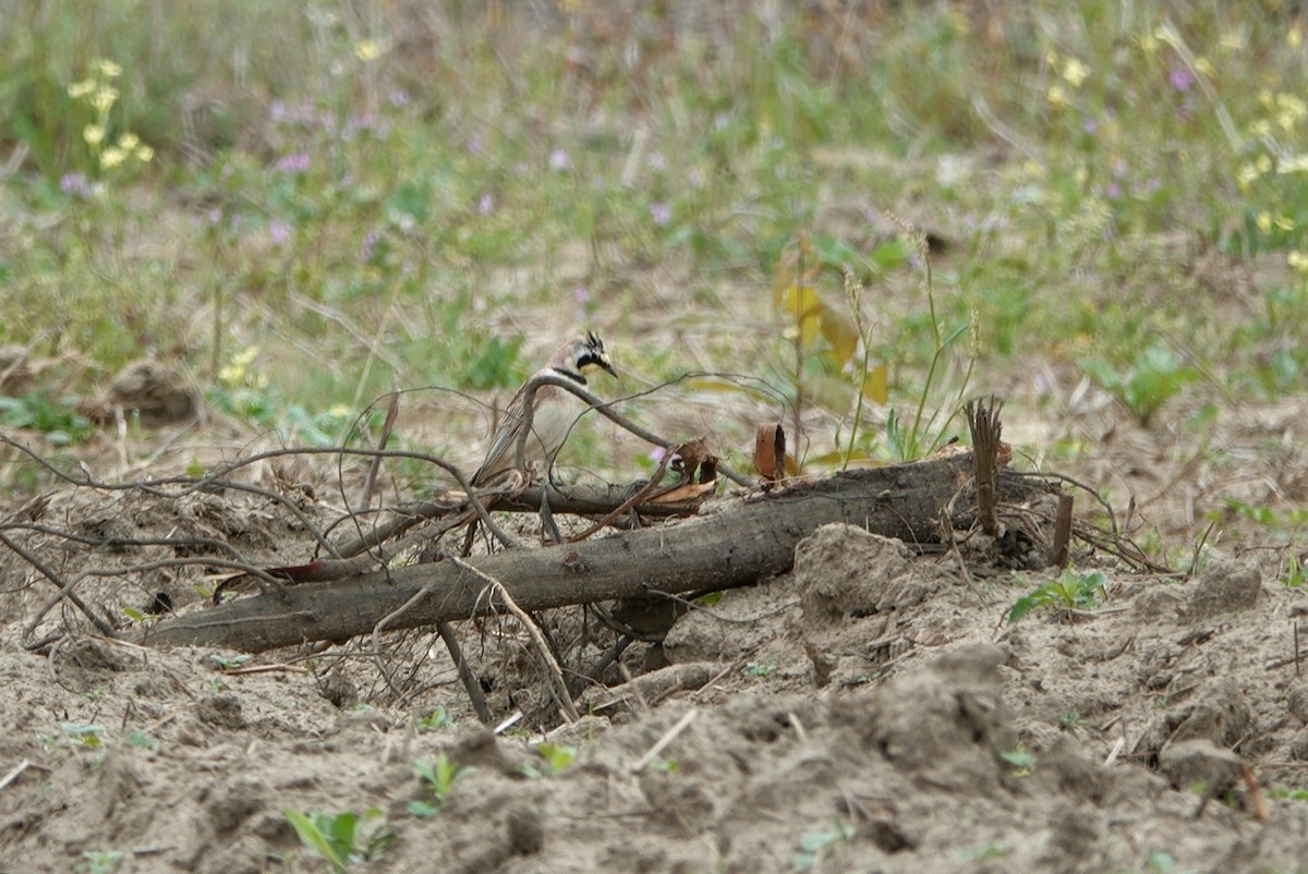 Horned Lark - deborah grimes