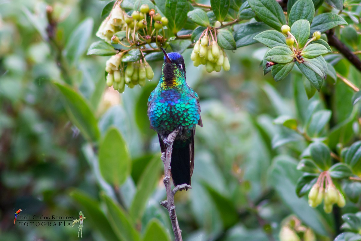 Fiery-throated Hummingbird - ML423458551