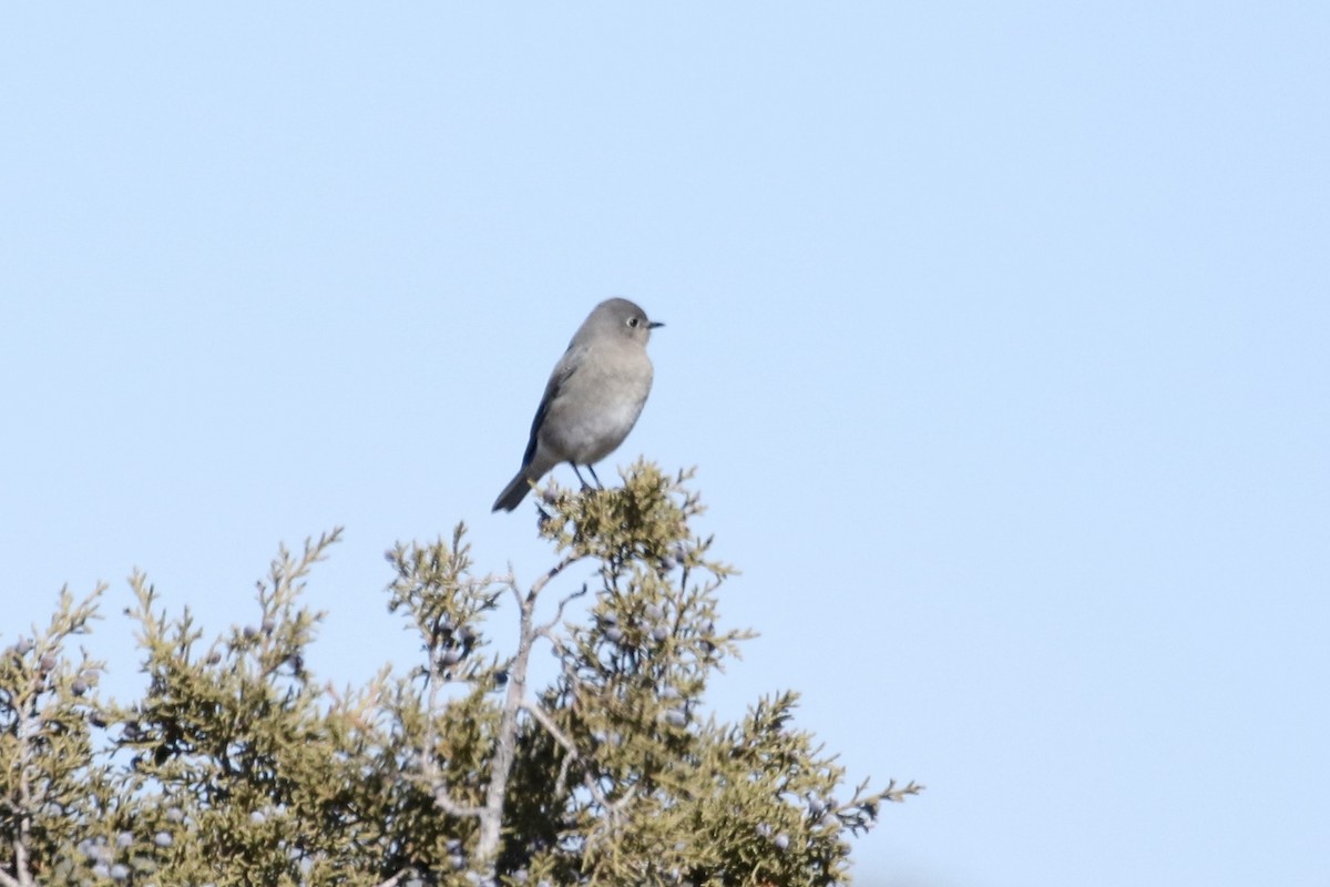 Mountain Bluebird - ML423458661