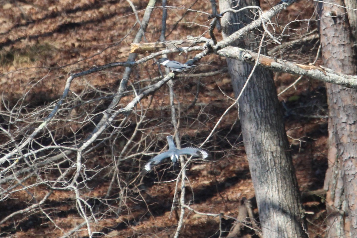 Belted Kingfisher - ML423458761