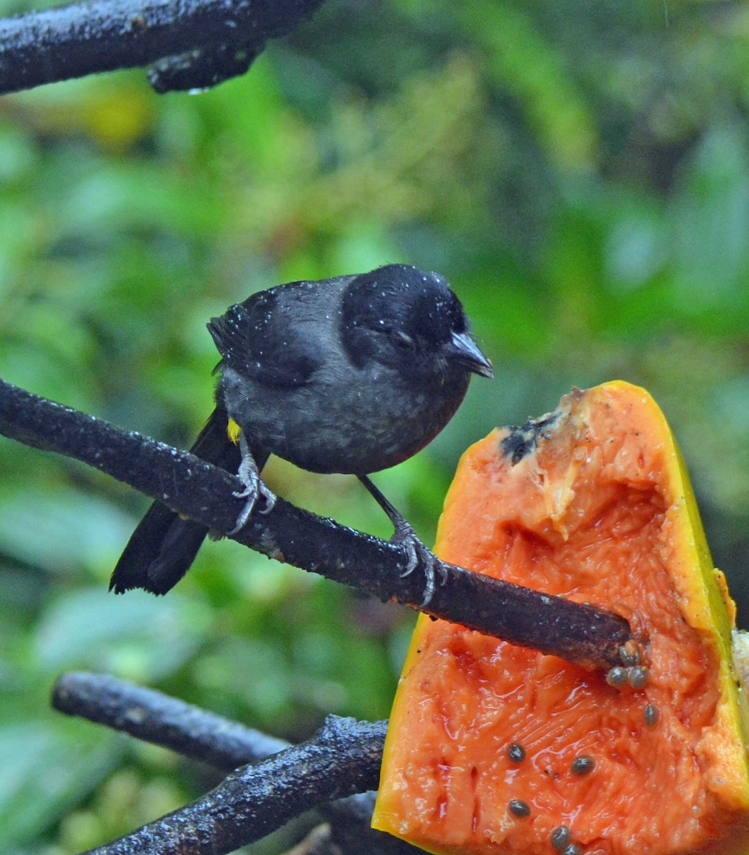 Yellow-thighed Brushfinch - Celeste Morien