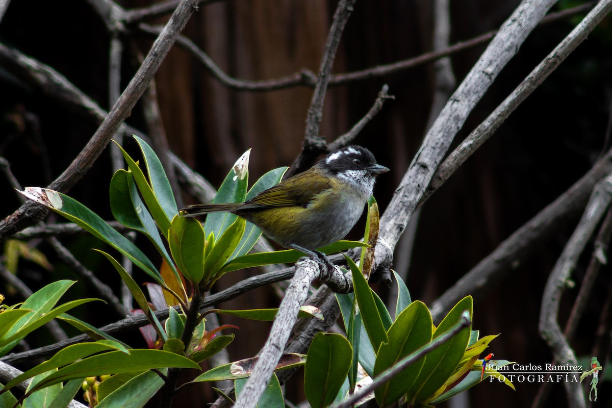 Sooty-capped Chlorospingus - ML423459131