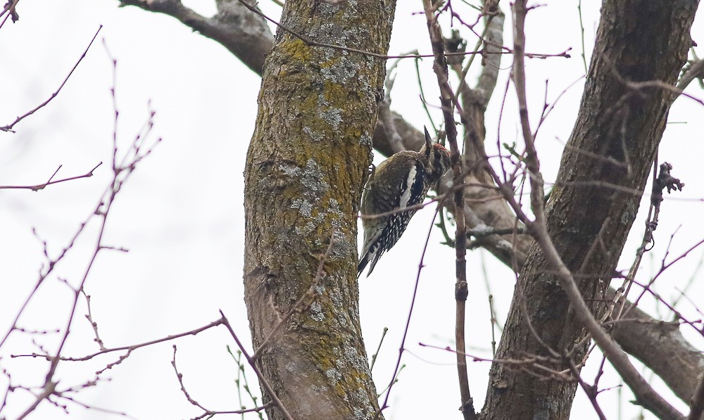 Yellow-bellied Sapsucker - ML423459691